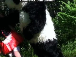 الرداء الأحمر سخيف مع الباندا في الخشب